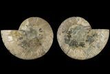 Bargain, Cut & Polished Ammonite Fossil - Madagascar #184149-1
